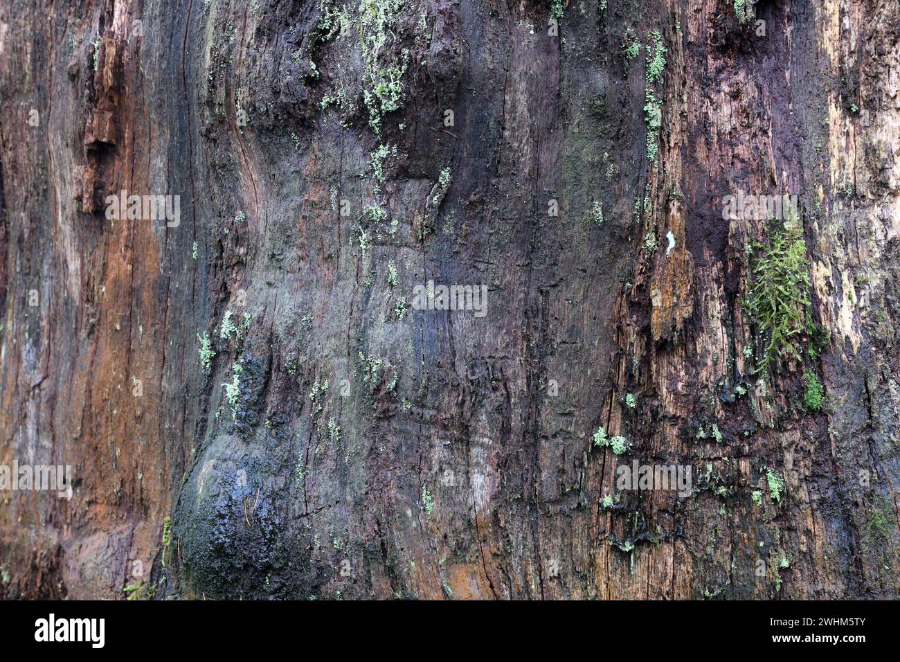 LEBENSRAUM Totholz im Wald Totholz im Zerfall ist im Wald ein Fragment in der Bildung von facettenreichen Lebensgemeinschaften, die für den Biotop- und Artenschutz von Bedeutung sind. *** Deadwood Habitat im Wald das verfallende Totholz im Wald ist ein Fragment bei der Bildung verschiedener Biokoenosen, die für den Biotope- und Artenschutz wichtig sind Stockfoto