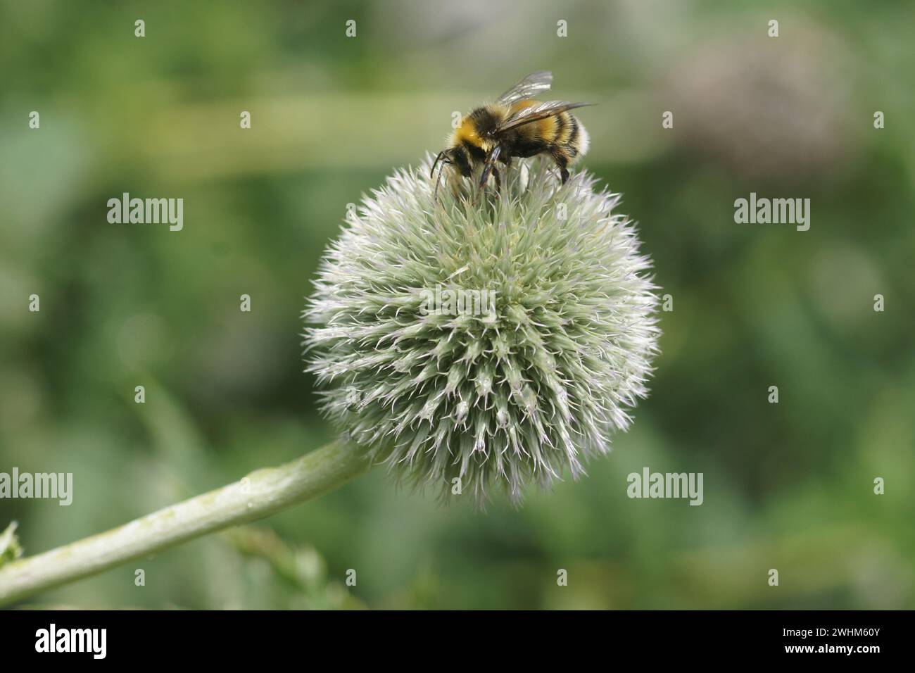 Echinops sphaerocephalus, Drüsendistel, Hummel Stockfoto