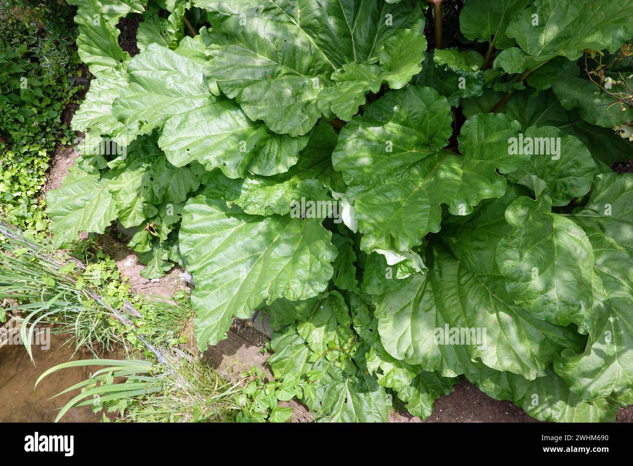 Kultivierter Rhabarber (Rheum Ã— hybridum) - Habitus und Blätter Stockfoto