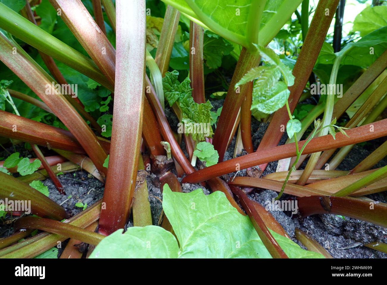 Kultivierter Rhabarber (Rheum Ã— hybridum) - Habitus und Blätter Stockfoto