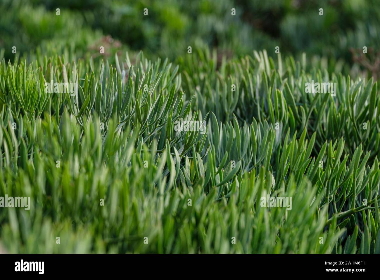 Seefenchel Stockfoto
