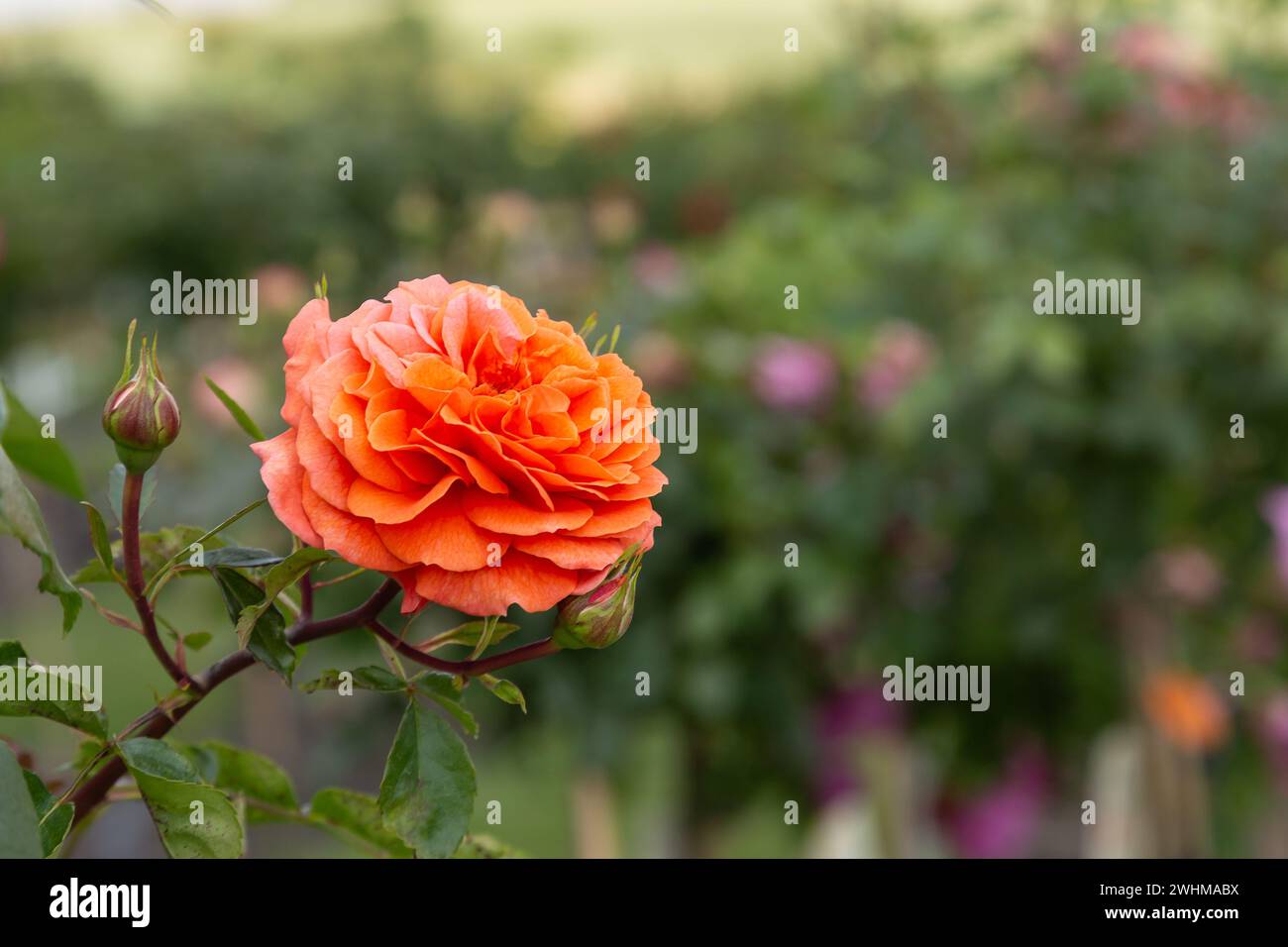 Eine Rosenblüte in Orange und Knospen mit verschwommenem Hintergrund Stockfoto