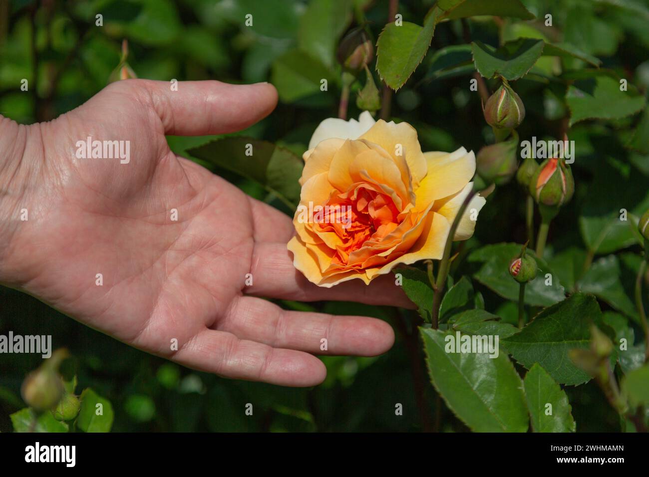 Eine weibliche Hand, die eine Rose in voller Blüte in Aprikose und Orange mit Knospen und grünen Blättern in teilweise verschwommenem Hintergrund hält Stockfoto