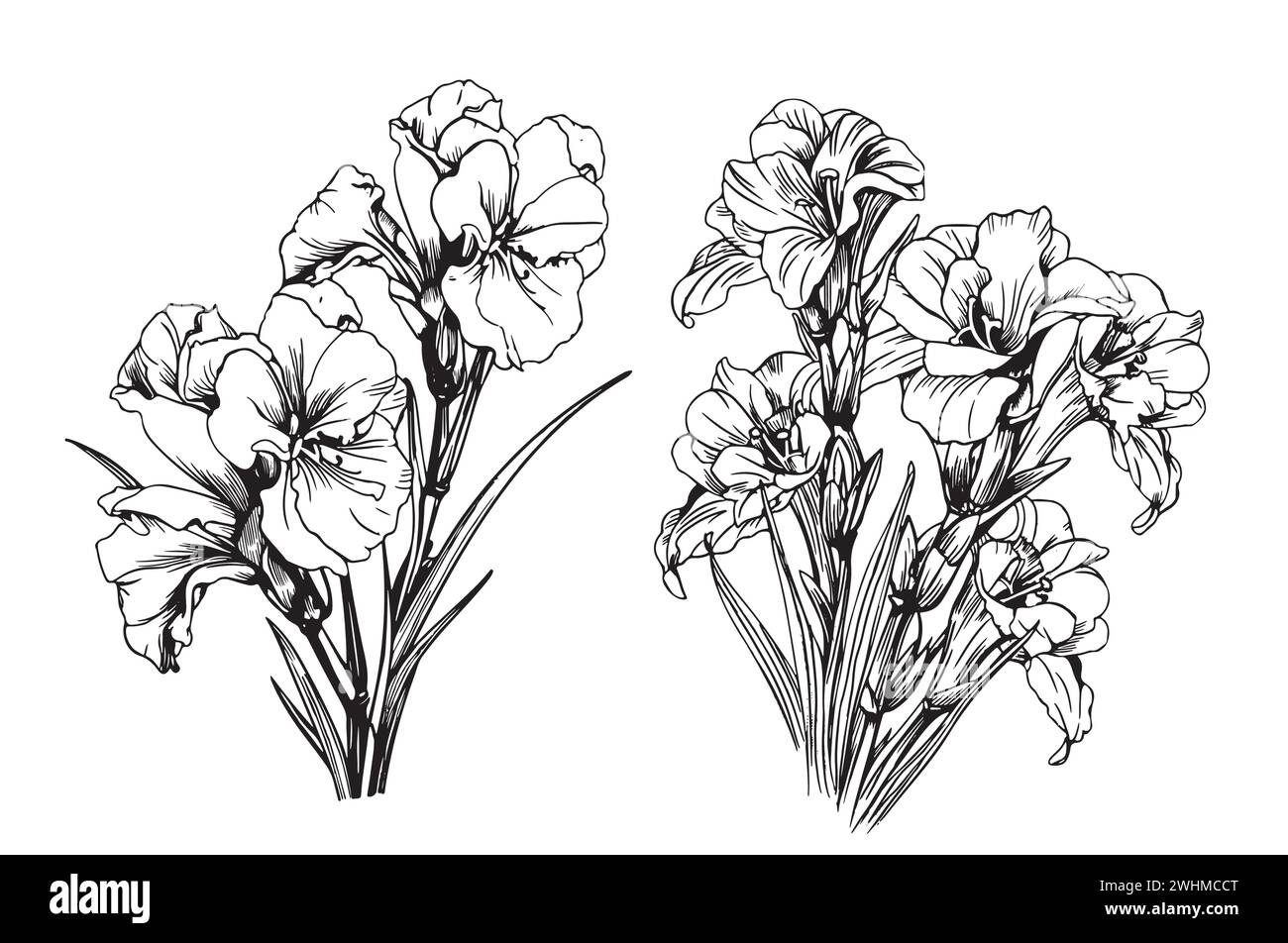 Vektor-Blume-Illustration Linie Blume schwarz und weiß Gladiolus auf einem weißen Hintergrund. Schwertlilie, Gladiola, Gladiolen. Zeichnungsstil mit einer Linie. Stock Vektor