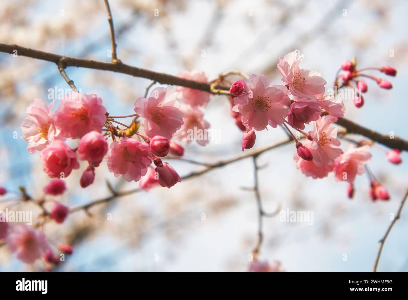 Rosafarbene Kirschsakura-Blüten auf dem Hintergrund des blauen Himmels. Japan Stockfoto