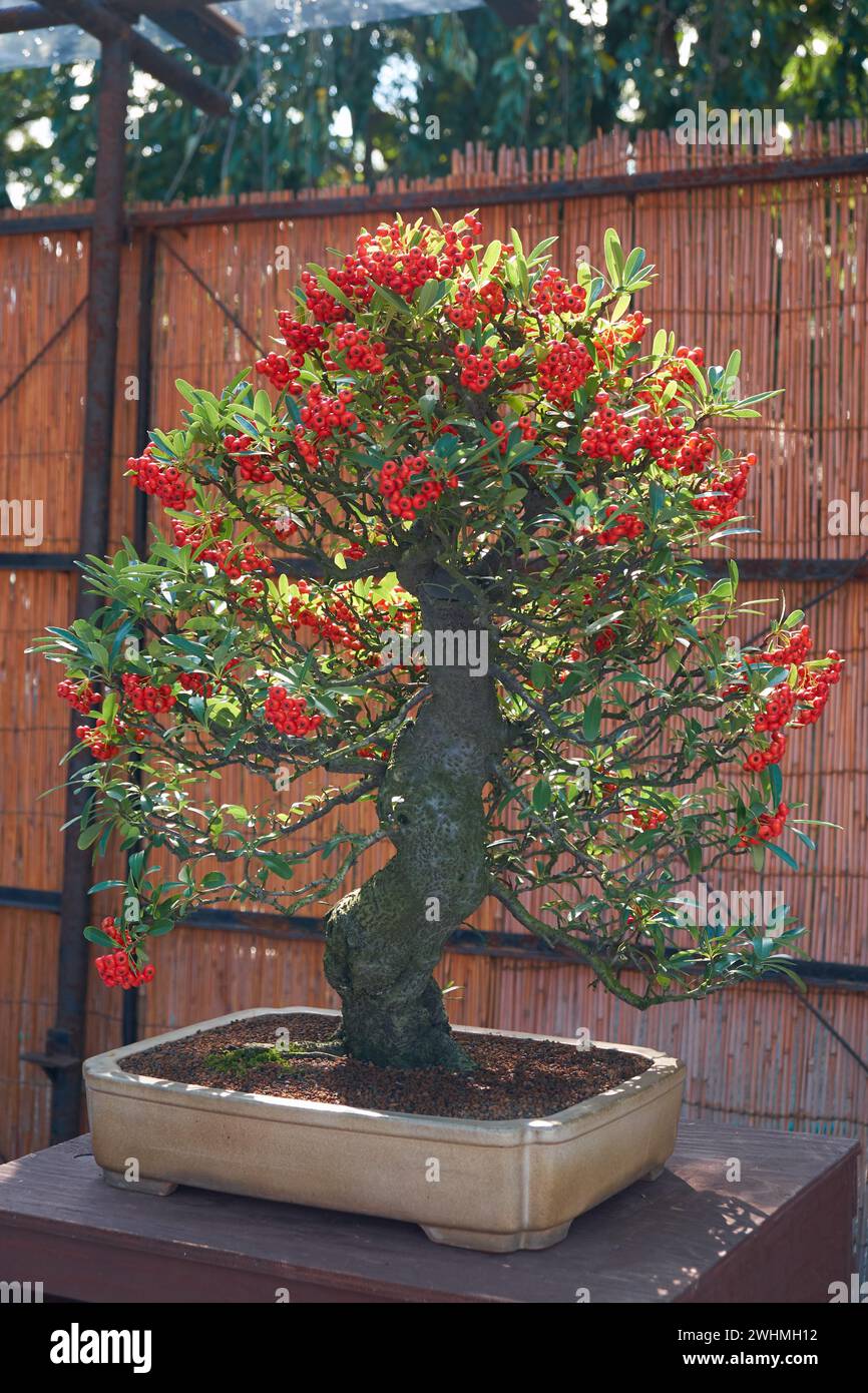 Feuerdorn bonsai -Fotos und -Bildmaterial in hoher Auflsung  Alamy
