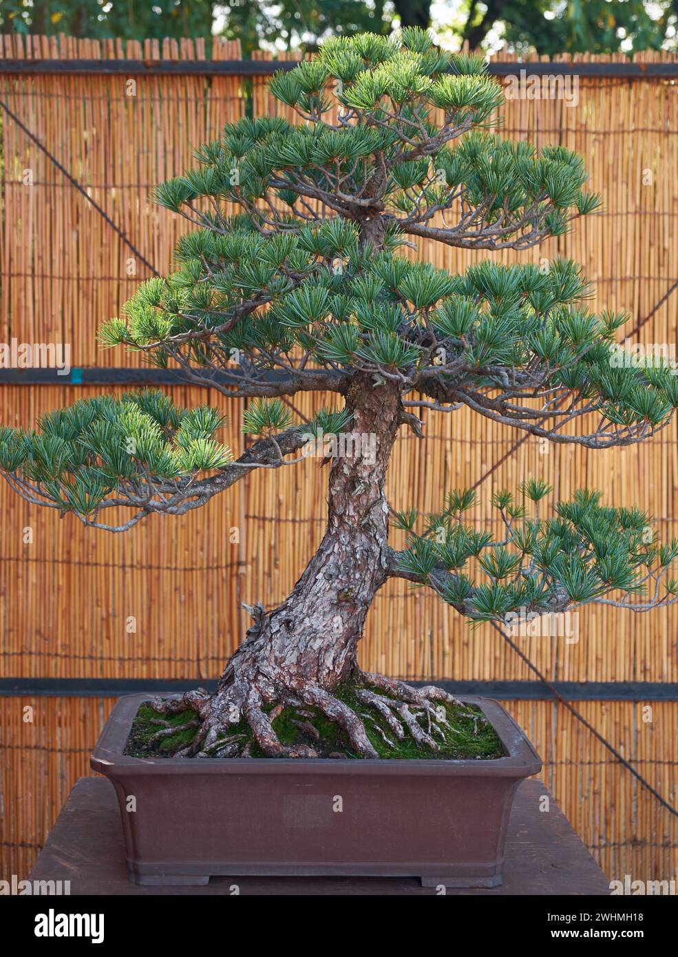 Bonsai-Baum mit fünf Nadelkiefern bei der Bonsai-Show im Schloss Nagoya. Nagoya. Japan Stockfoto