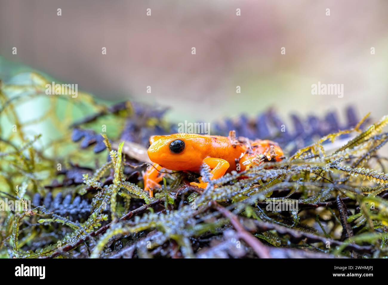 Golden Mantella, Mantella aurantiaca, Madagaskar Wildtiere Stockfoto