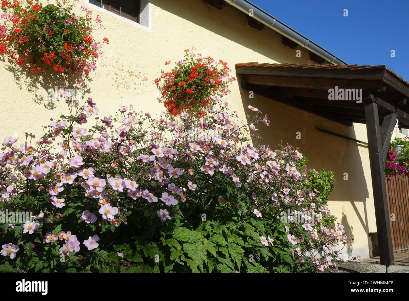 Anemone Japonica, japanische anemone Stockfoto