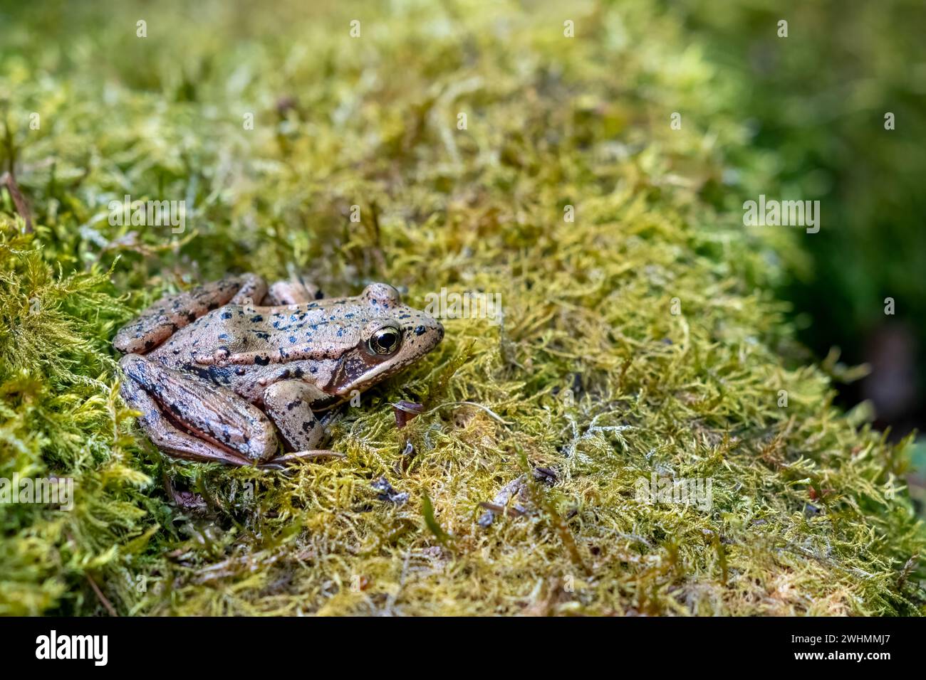 Issaquah, Washington, USA. Ein erwachsener Pazifikbaumfrosch, der auf einem moosbedeckten Felsen am Teich sitzt. Stockfoto