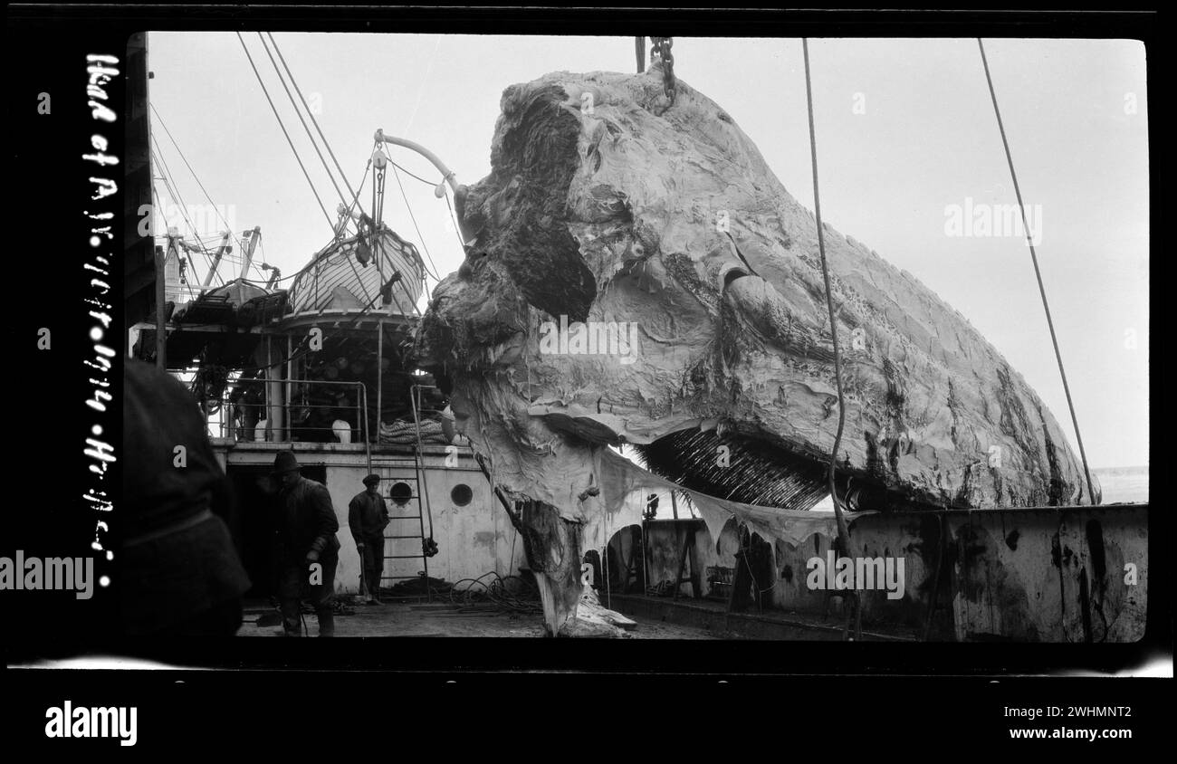 Skelett Head of Blue Wale, an Deck eines Walfangschiffs. Walfang im Rossmeer 1924 Stockfoto