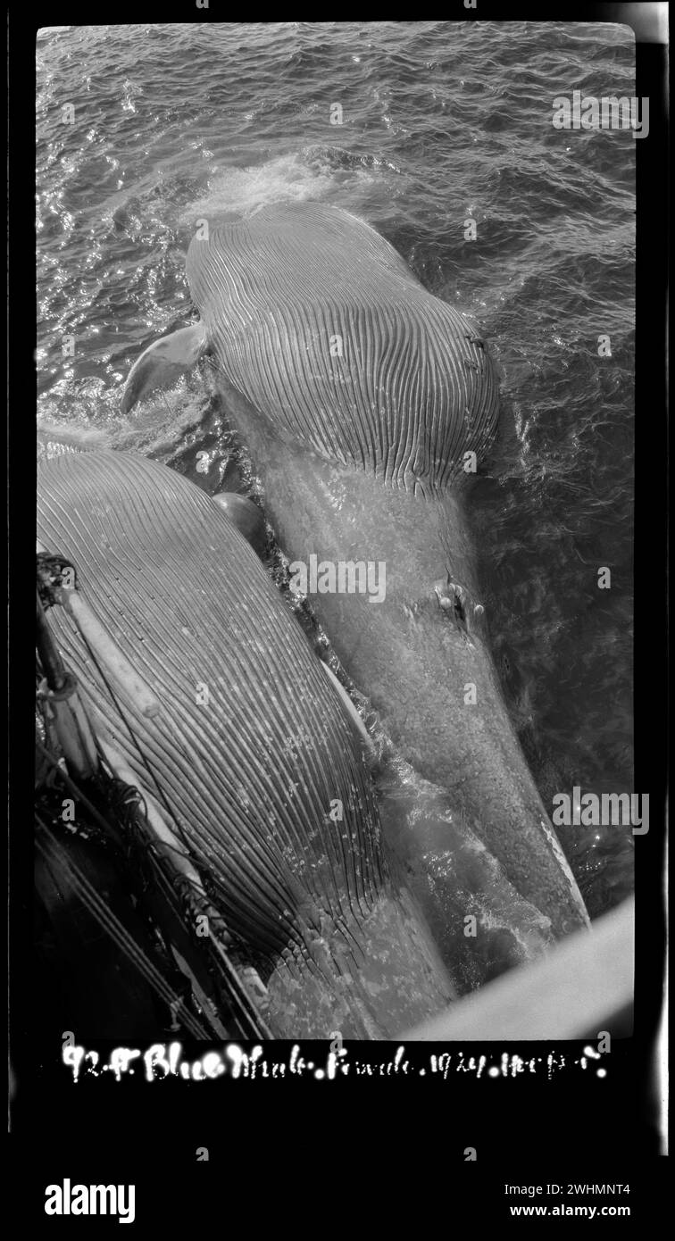 Zwei Blauwale, die von Walfängern gefangen wurden, neben dem Schiff. Walfang im Rossmeer 1924 Stockfoto