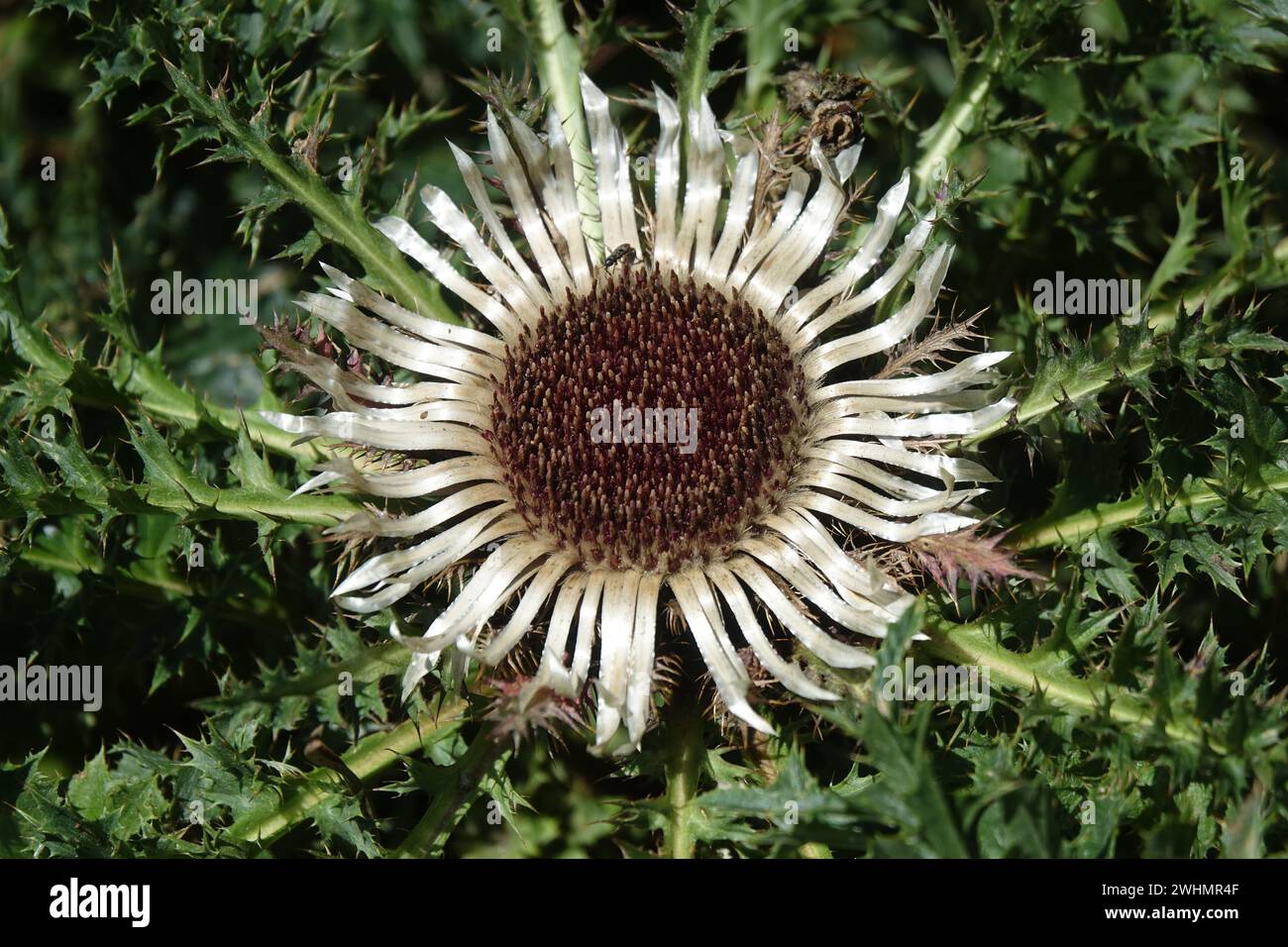 Carlina acaulis, Silberdistel Stockfoto