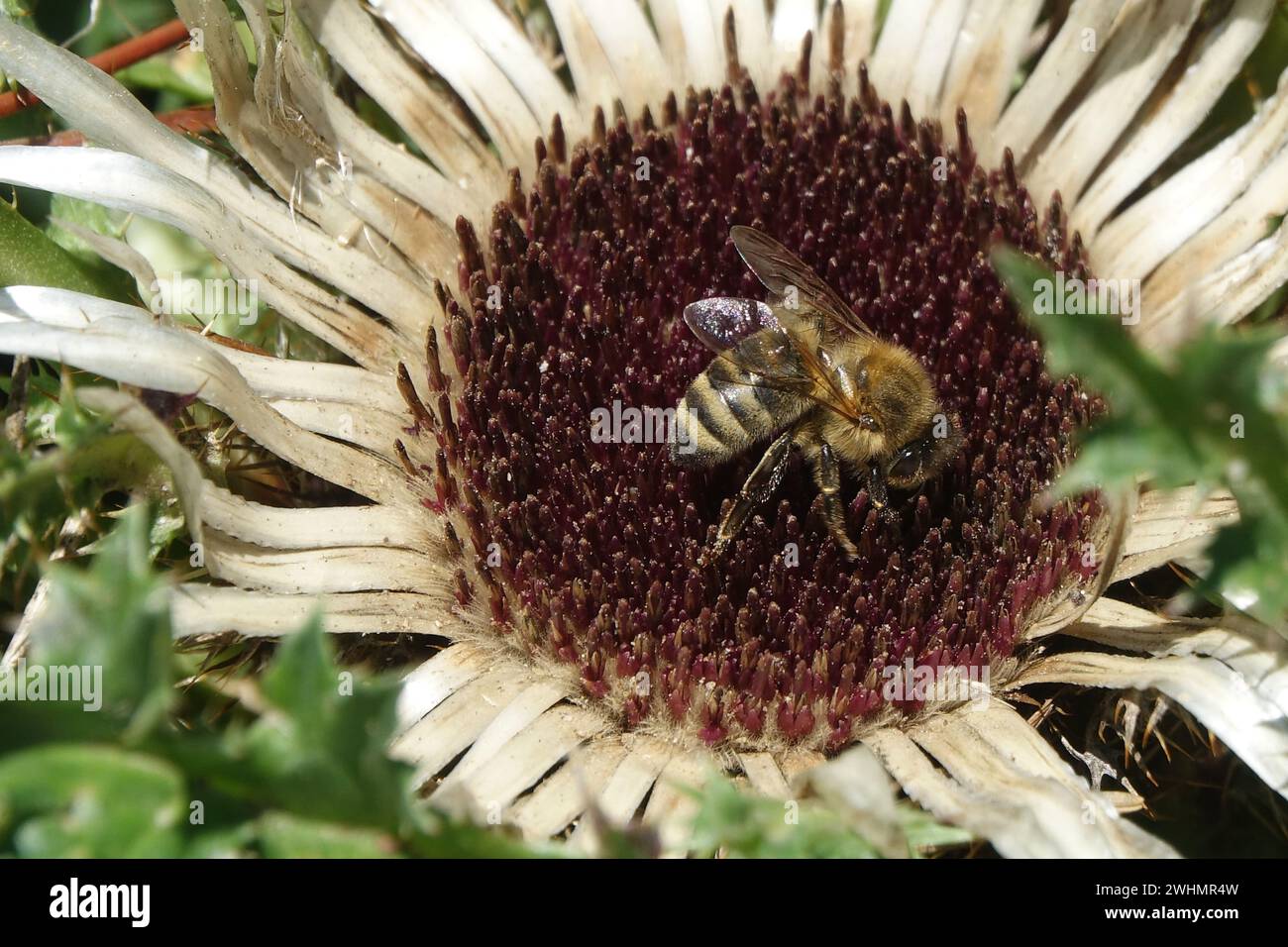 Carlina acaulis, Silberdistel, Biene Stockfoto