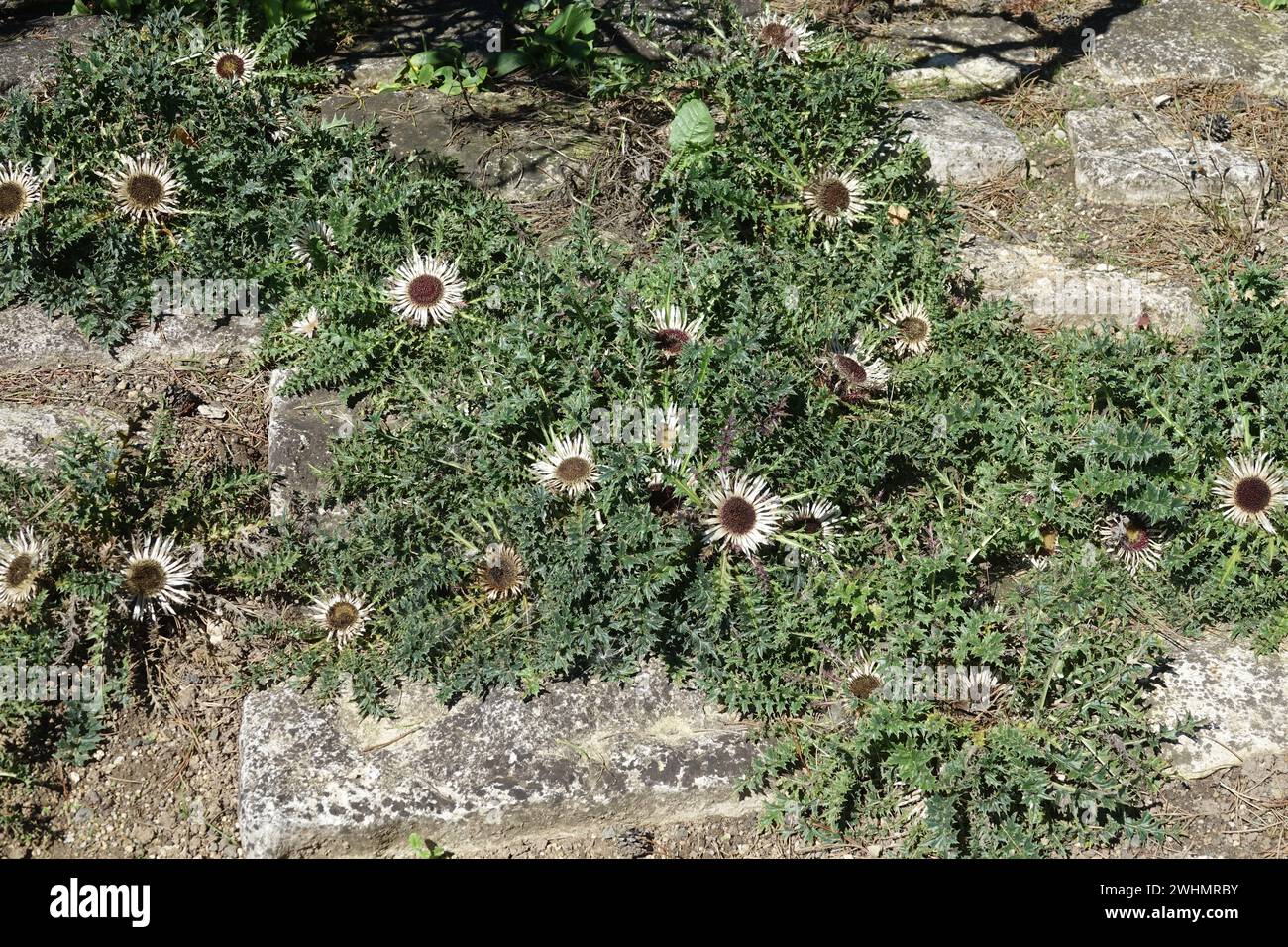 Carlina acaulis, Silberdistel Stockfoto