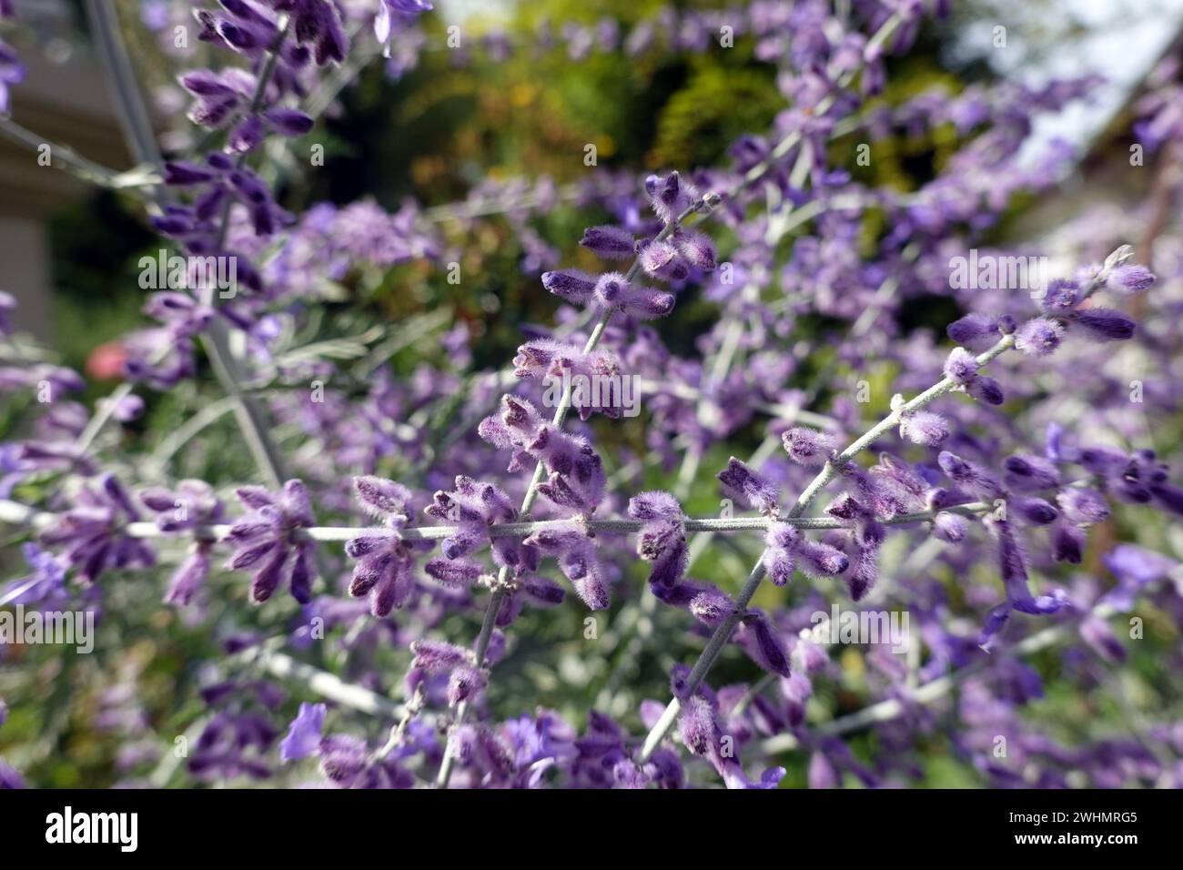 Silberperovskia (Perovskia atriplicifolia), auch bekannt als blaue Rue - blühende Pflanze im Garten Stockfoto