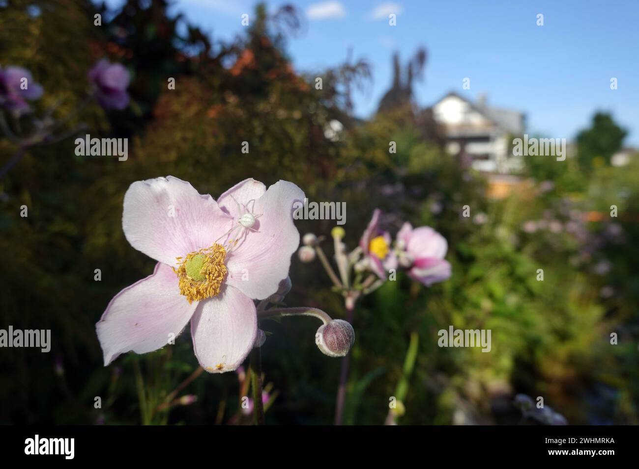 Variable Krabbenspinne (Misumena vatia) sitzt auf der Blume einer Herbstanemone (Anemone hupehensis) Stockfoto