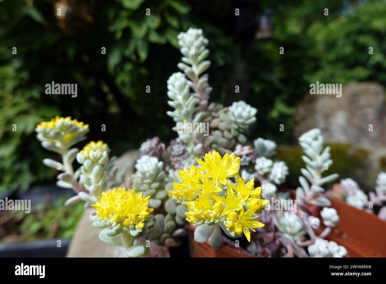 Sedum spathulifolium Cultivar Cape Blanco Stockfoto