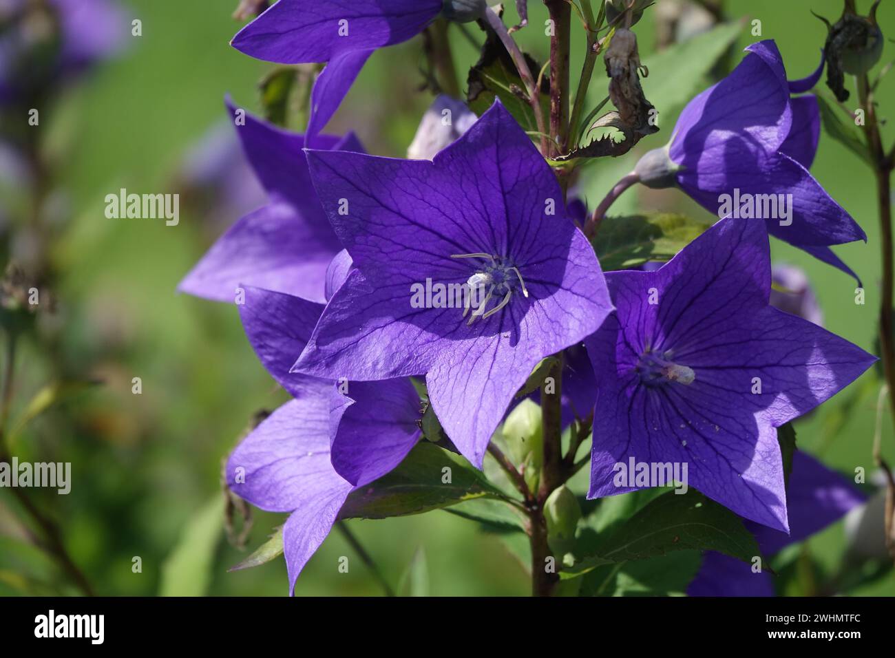Platycodon grandiflorum, blühende Balloonblume Stockfoto