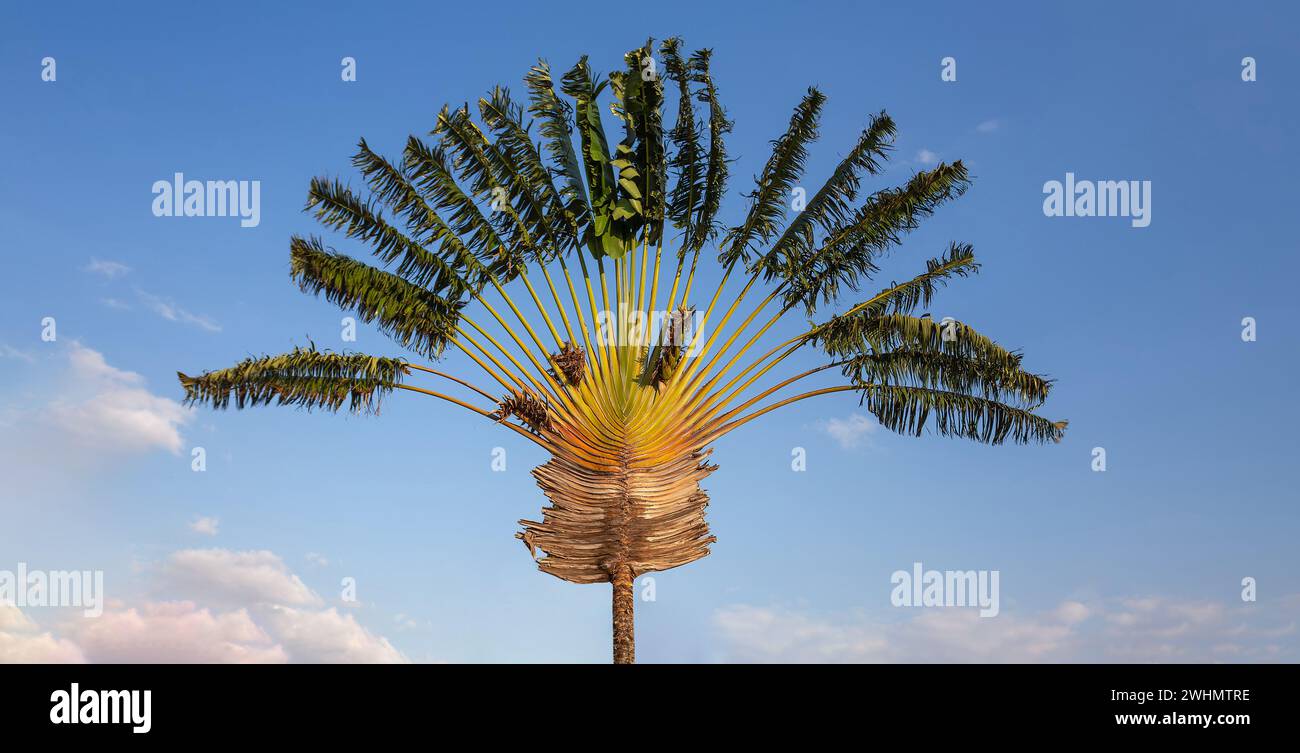 Ravenala Palme, Reisenden Baum Symbol von Madagaskar Stockfoto