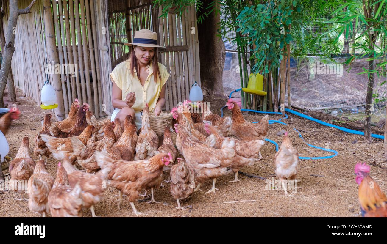 Asiatische Frauen pflücken Eier auf einer ökologischen Farm in Thailand Stockfoto