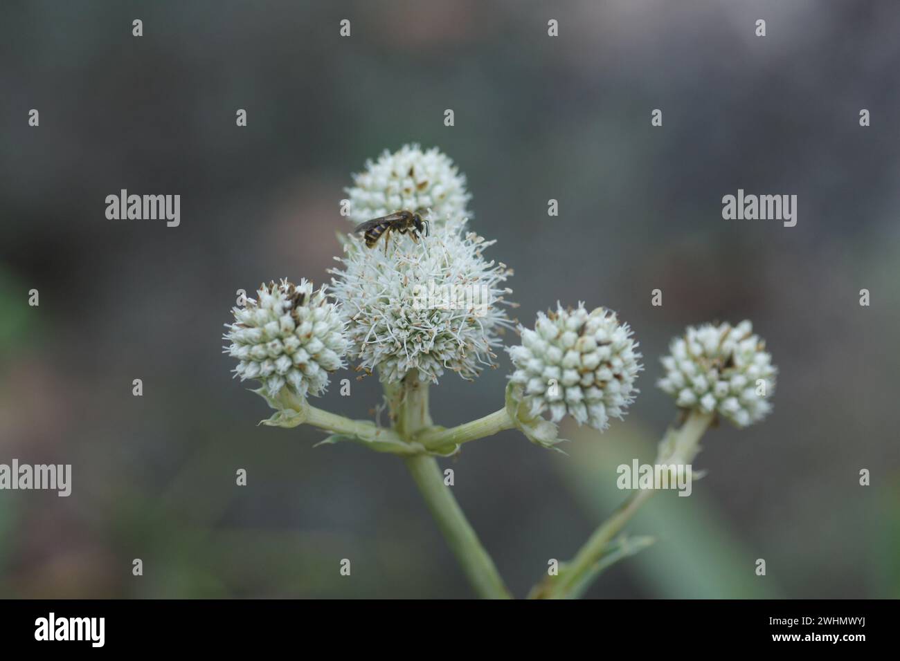 Eryngium yuccifolium, Button eryngo Stockfoto