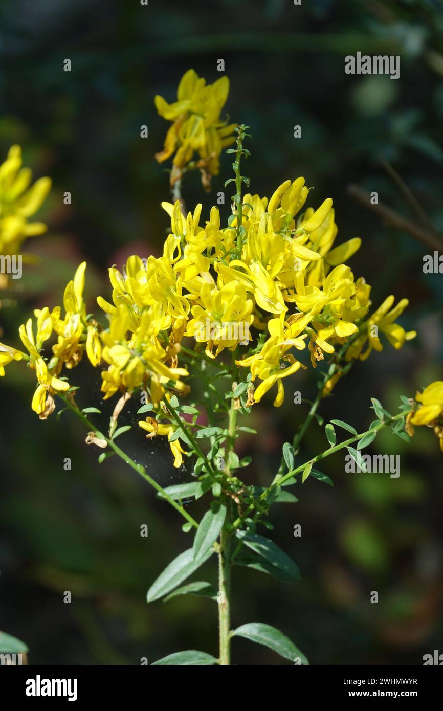 Ulex europaeus, Ginster Stockfoto