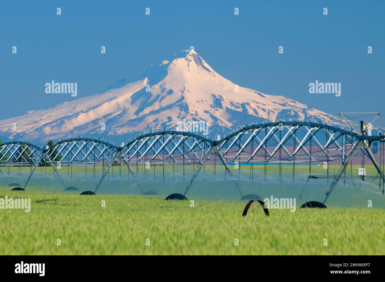 Wheatfield in Agency Plains zum Mt Hood, Jefferson County, Oregon Stockfoto