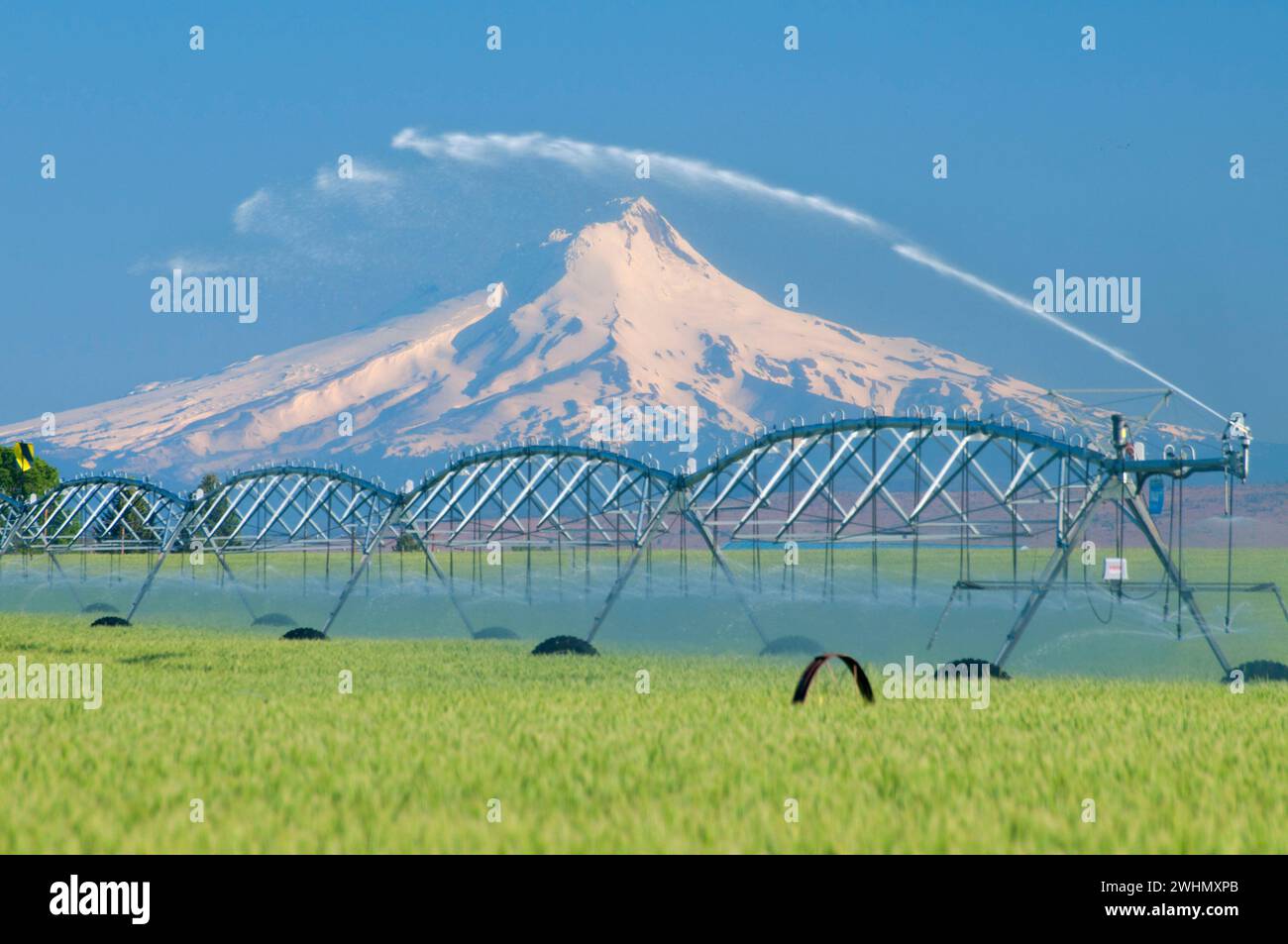 Wheatfield in Agency Plains zum Mt Hood, Jefferson County, Oregon Stockfoto