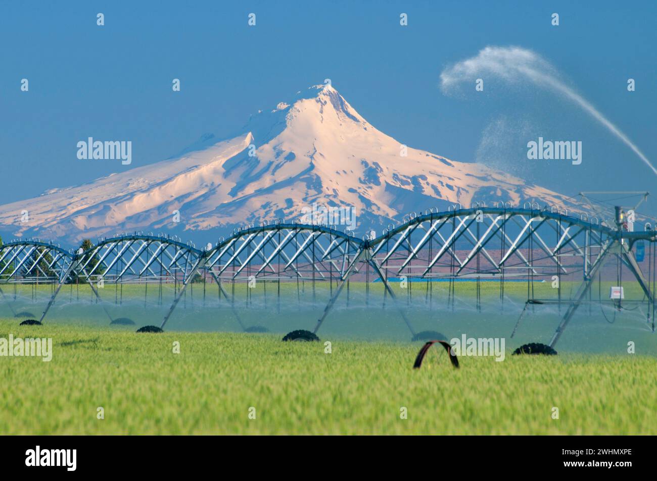 Wheatfield in Agency Plains zum Mt Hood, Jefferson County, Oregon Stockfoto