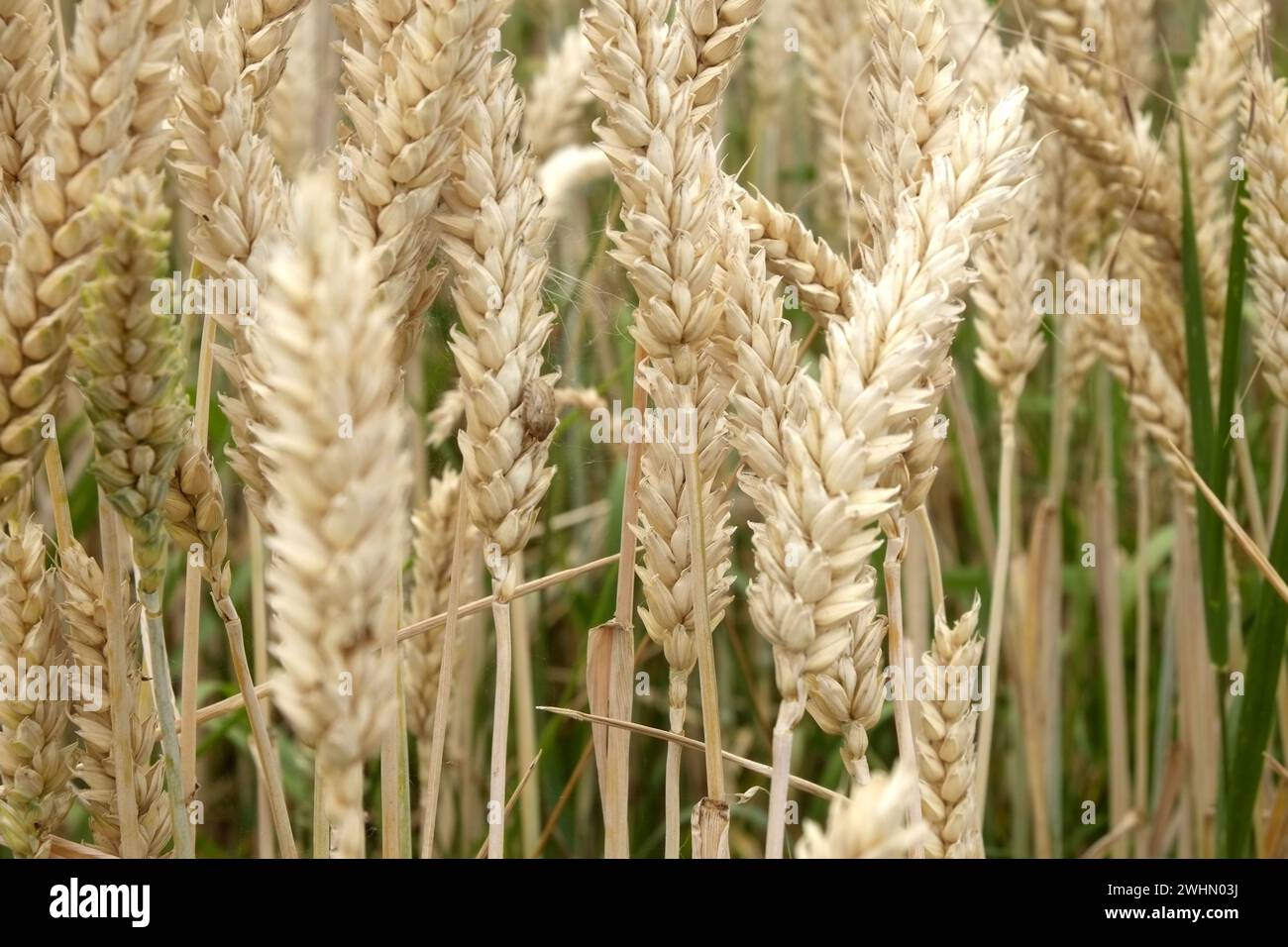 Feld Struktur mit Weizen Stockfoto