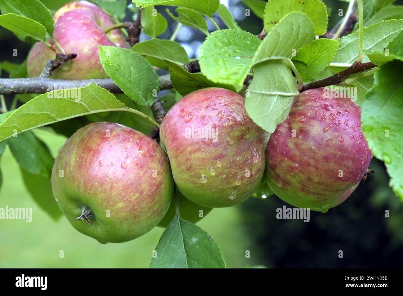 Äpfel auf dem Baum Stockfoto