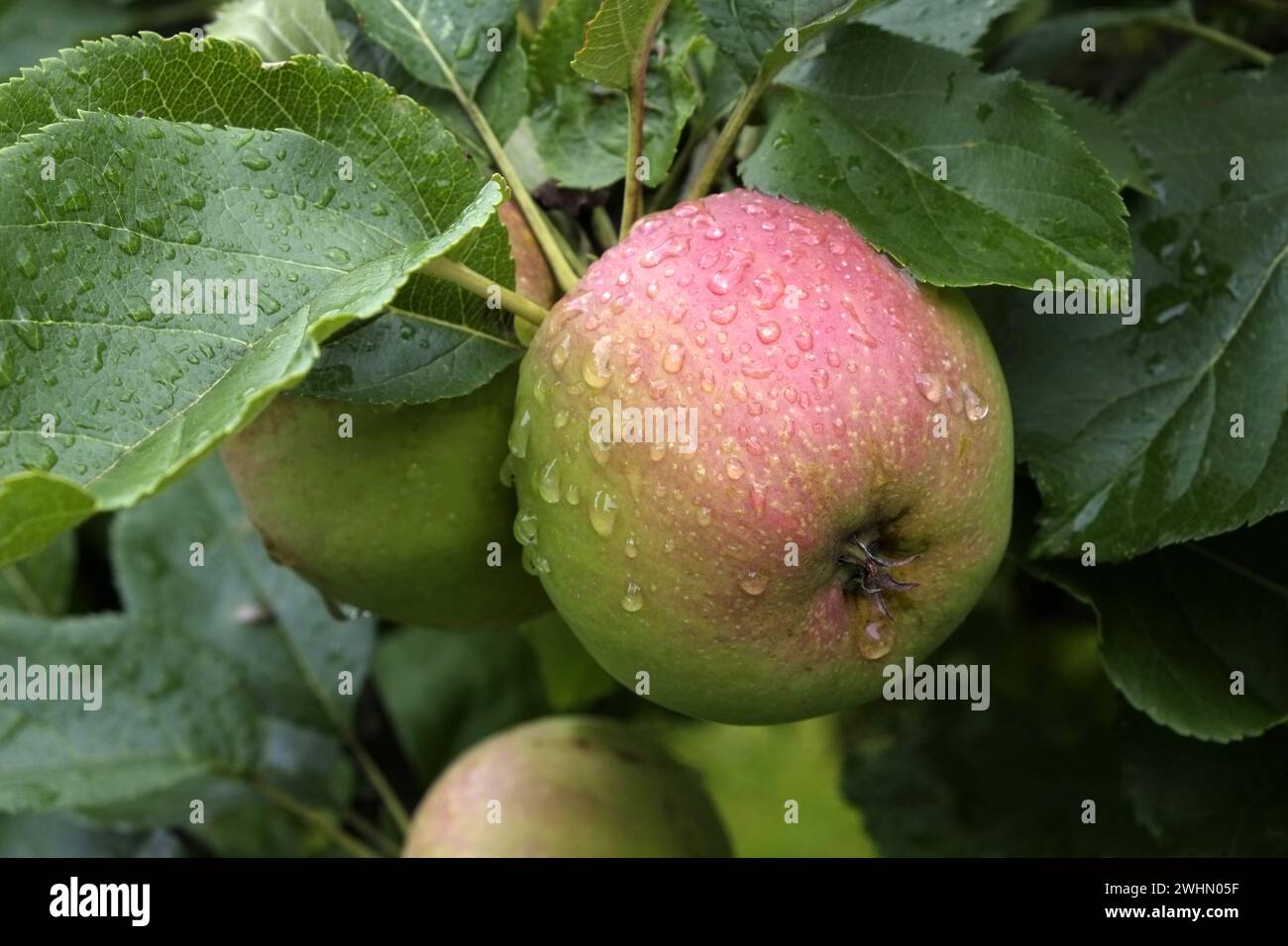 Apfel auf dem Baum Stockfoto