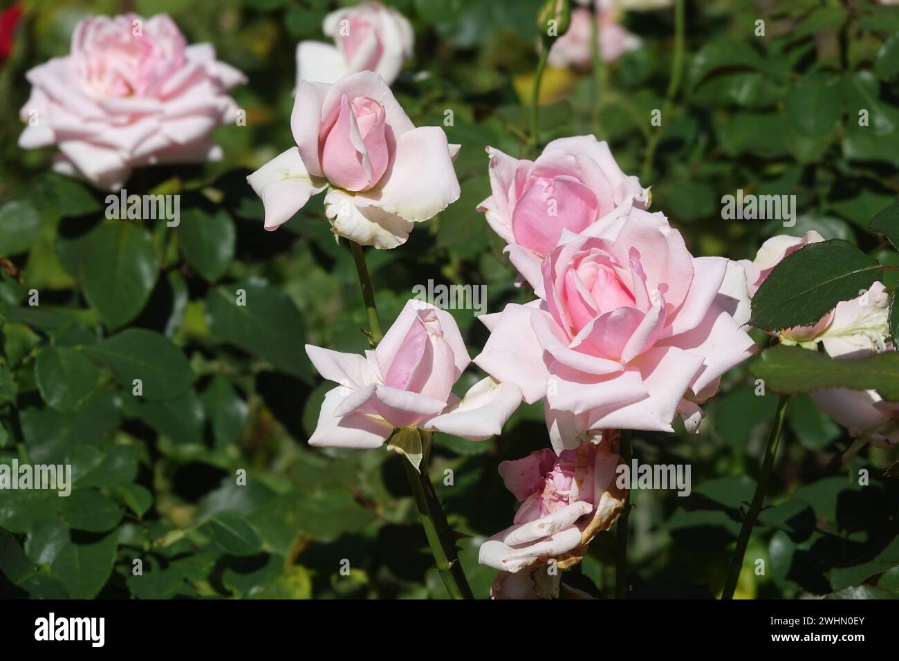 Rosa Graefin Sonja, Hybrid-Rose Stockfoto