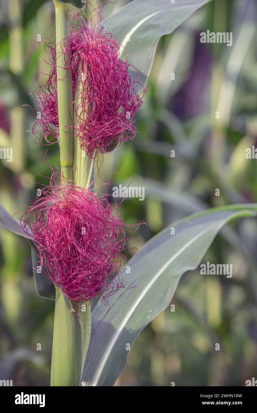 Maisblüte Stockfoto