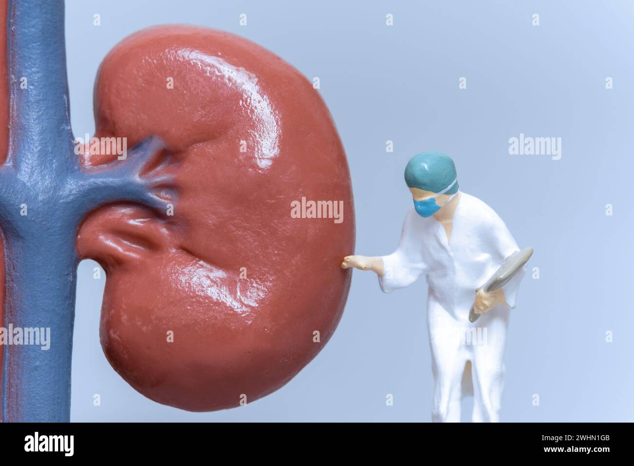 Miniaturmenschen Arzt zur Analyse der Nierengesundheit Stockfoto