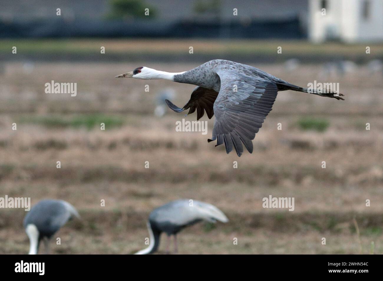 Kapuzenkran (Grus monacha), Einzelvogel, Seitenansicht im Flug, Arasaki, Izumi City, Kyushu, Japan 2. Februar 2024 Stockfoto