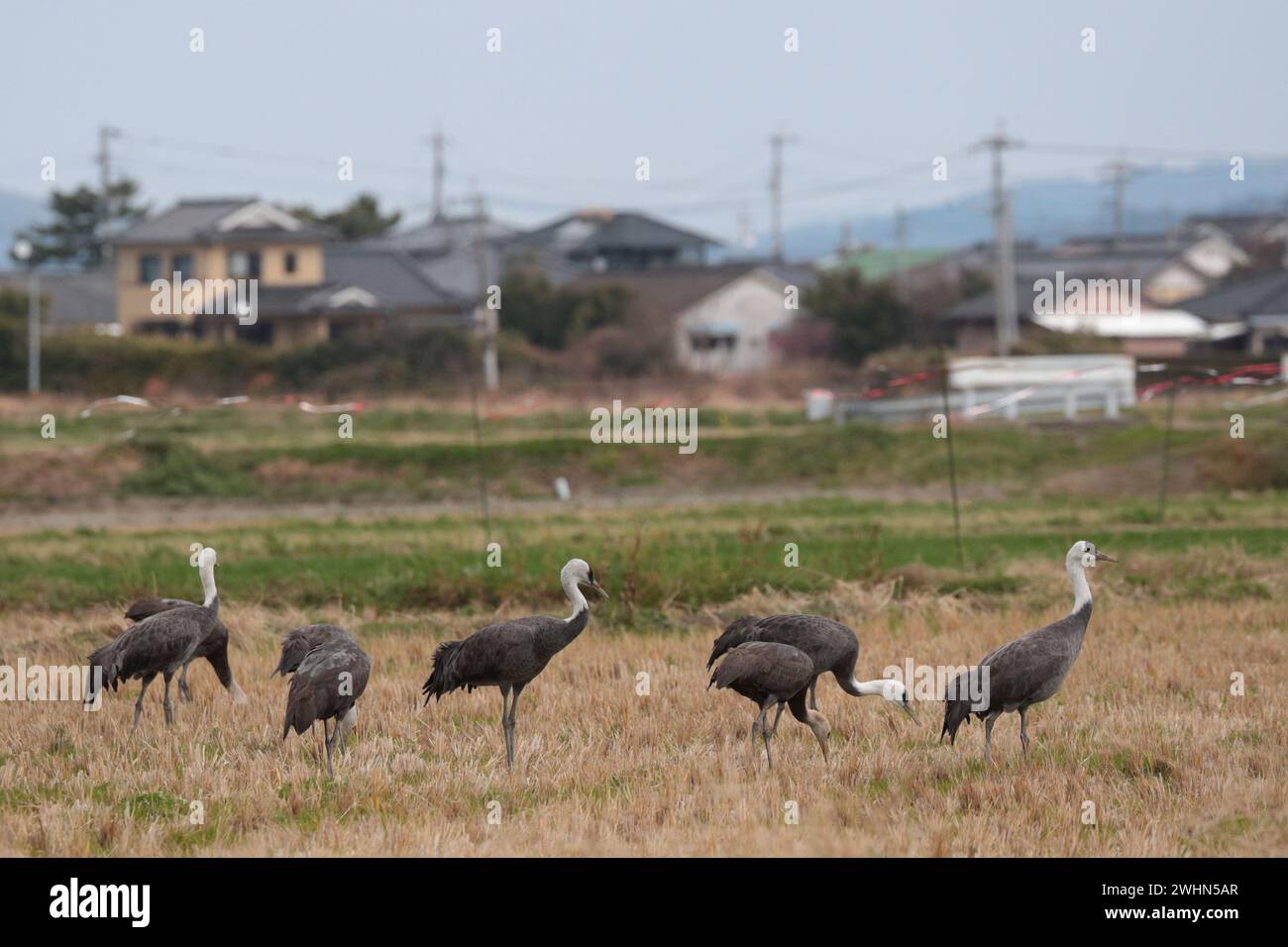 Gruppe von Haubenkranen (Grus monachus), stehend auf Reisfeld, mit einem Hintergrund von Vorstadthäusern, Arasaki, Izumi City, Kyushu, Japan 31 Januar 2024 Stockfoto