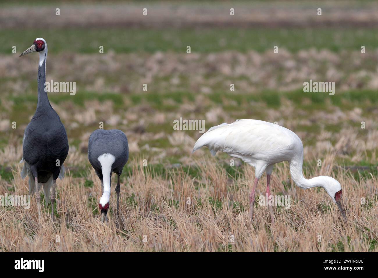 Sibirischer Kranich (Grus leucogeranus) mit Weißnappenkranen (Grus vipio), Arasaki, Izumi City, Kyushu, Japan 31 Jan 2024 Stockfoto