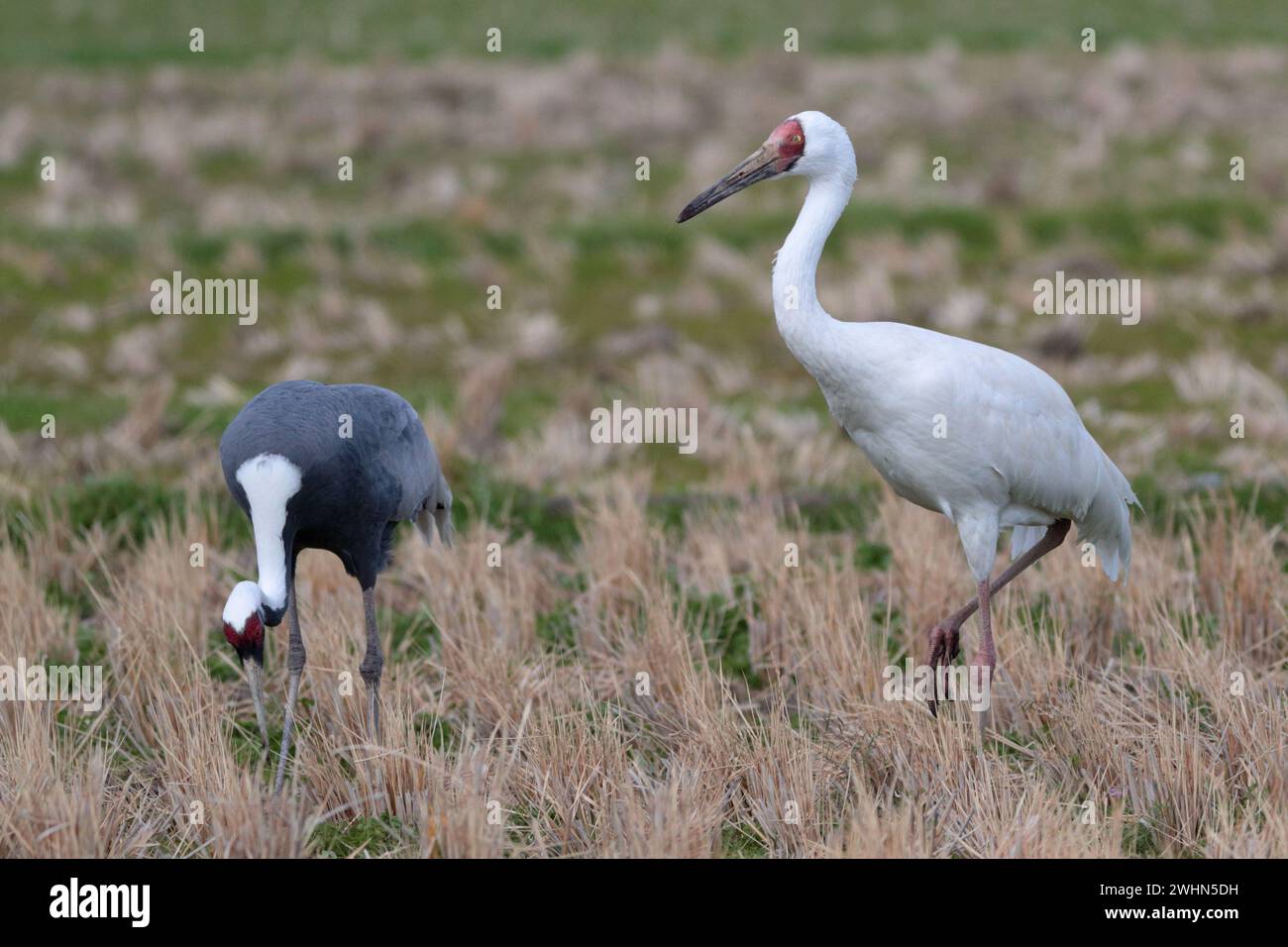 Sibirischer Krane (Grus leucogeranus) mit Weißnappenkrane (Grus vipio), Arasaki, Izumi City, Kyushu, Japan 31 Jan 2024 Stockfoto