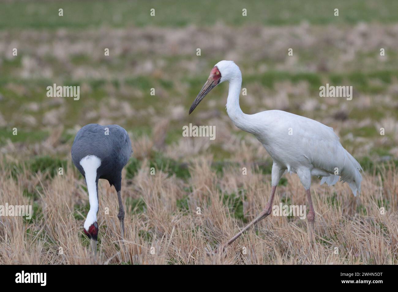 Sibirischer Krane (Grus leucogeranus) mit Weißnappenkrane (Grus vipio), Arasaki, Izumi City, Kyushu, Japan 31 Jan 2024 Stockfoto