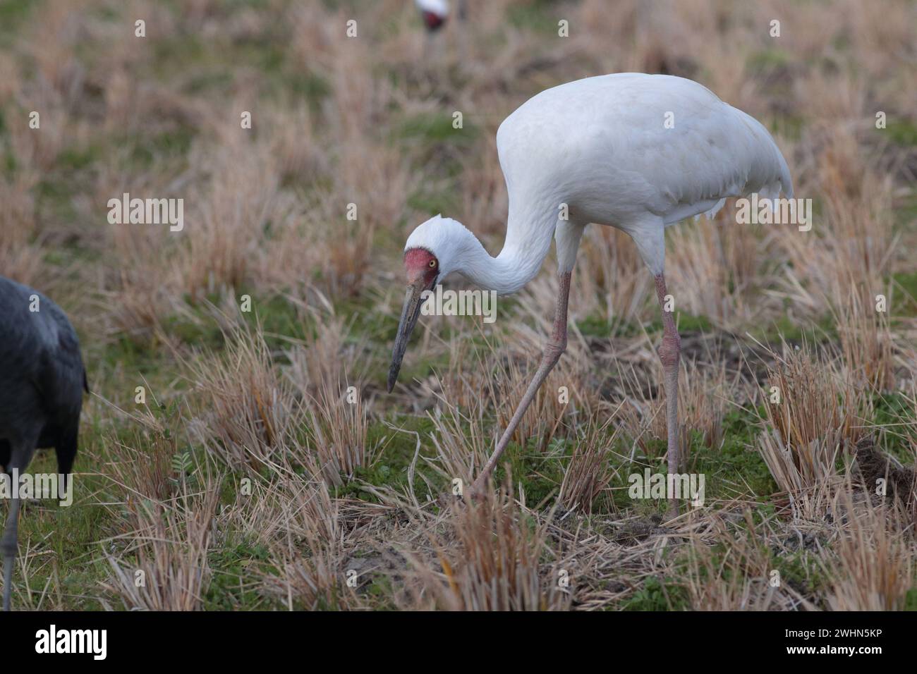 Sibirischer Kranich (Grus leucogeranus) in Reistabteln, Arasaki, Izumi-Stadt, Kyushu, Japan 31 Januar 2024 Stockfoto