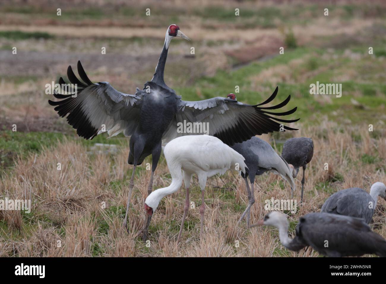 Sibirischer Kranich (Grus leucogeranus) mit Weißnappenkranen (Grus vipio), Arasaki, Izumi City, Kyushu, Japan 31 Jan 2024 Stockfoto
