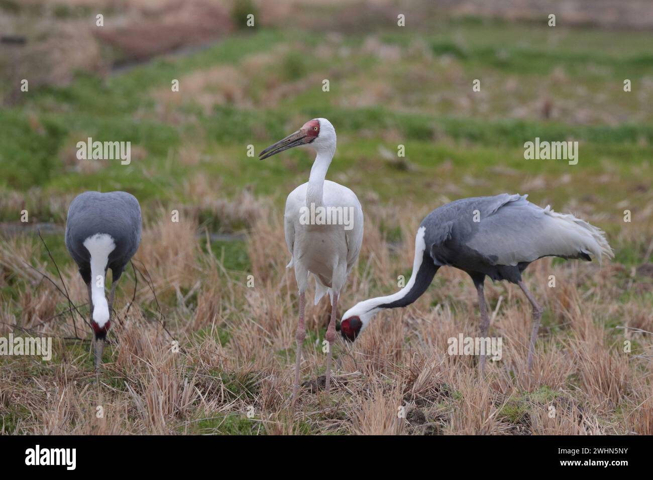 Sibirischer Kranich (Grus leucogeranus) mit Weißnappenkranen (Grus vipio), Arasaki, Izumi City, Kyushu, Japan 31 Jan 2024 Stockfoto