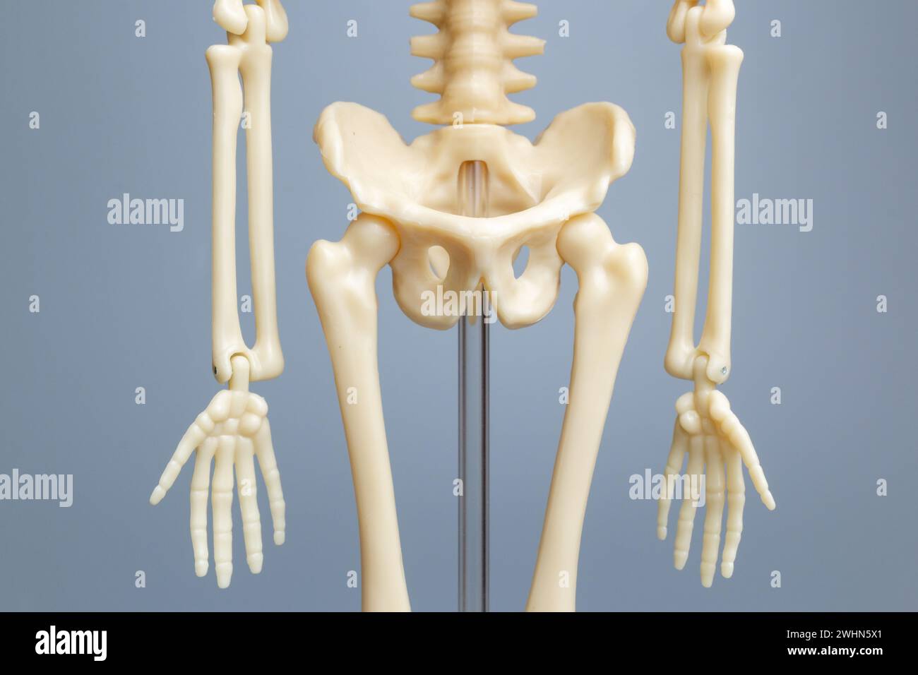 Anatomisches Skelettmodell, Skelettsystem Stockfoto