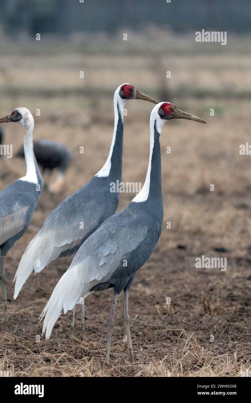 Vertikale Ansicht von zwei stehenden Weißnappenkranen (Grus vipio), Arasaki, Izumi City, Kyushu, Japan 2. Februar 2024 Stockfoto