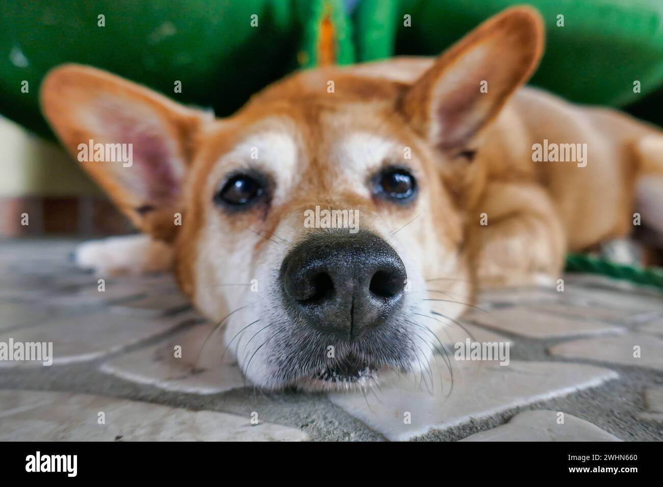 Porträt eines Hundes, Foto als Hintergrund Stockfoto