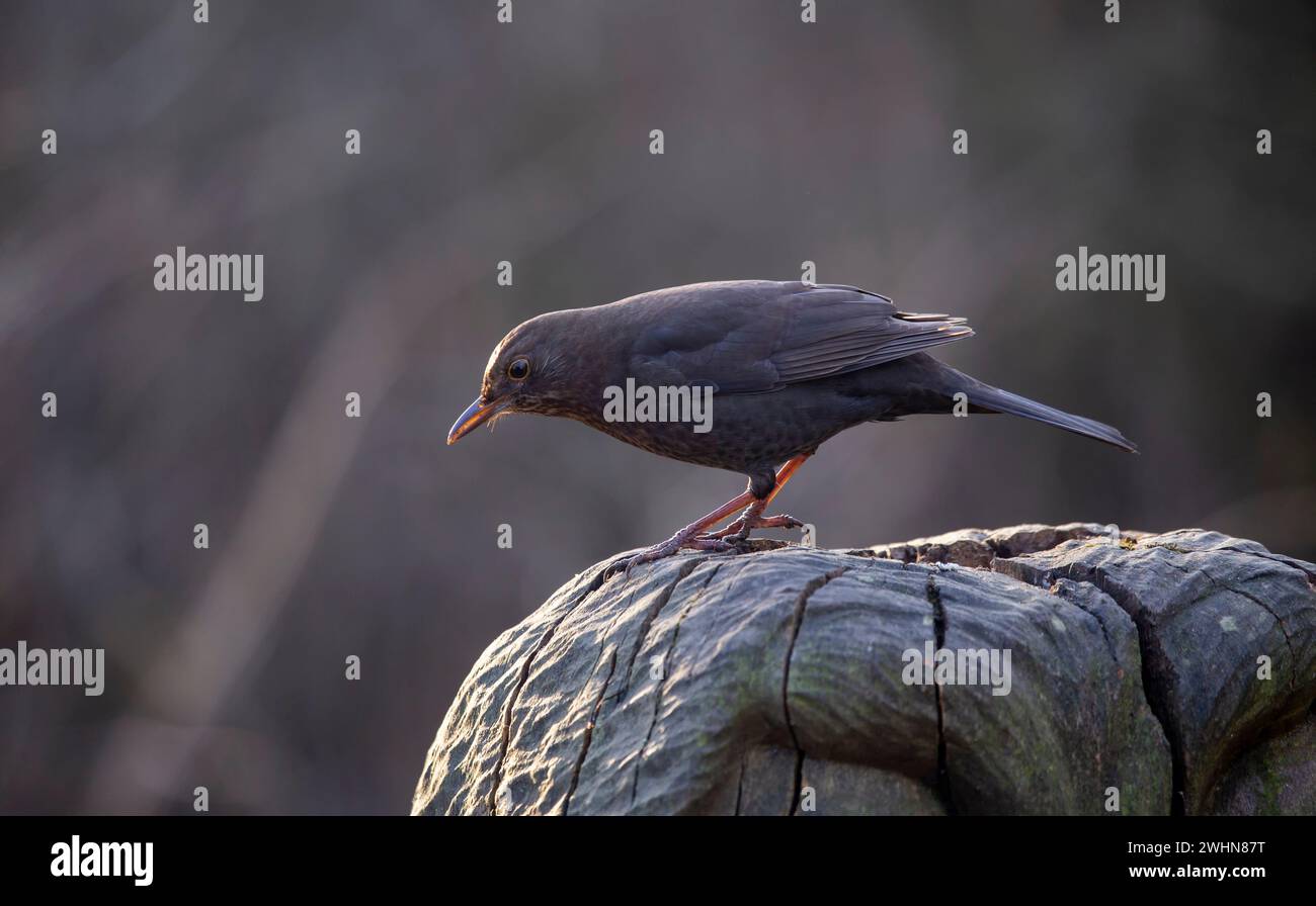 Weiblicher gemeiner Schwarzvogel 'Turdus merula' auf einem Baumstumpf Stockfoto