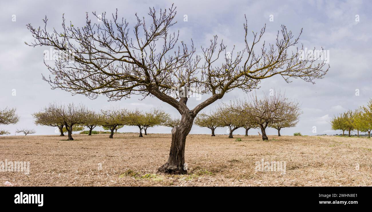 Aprikose Stockfoto
