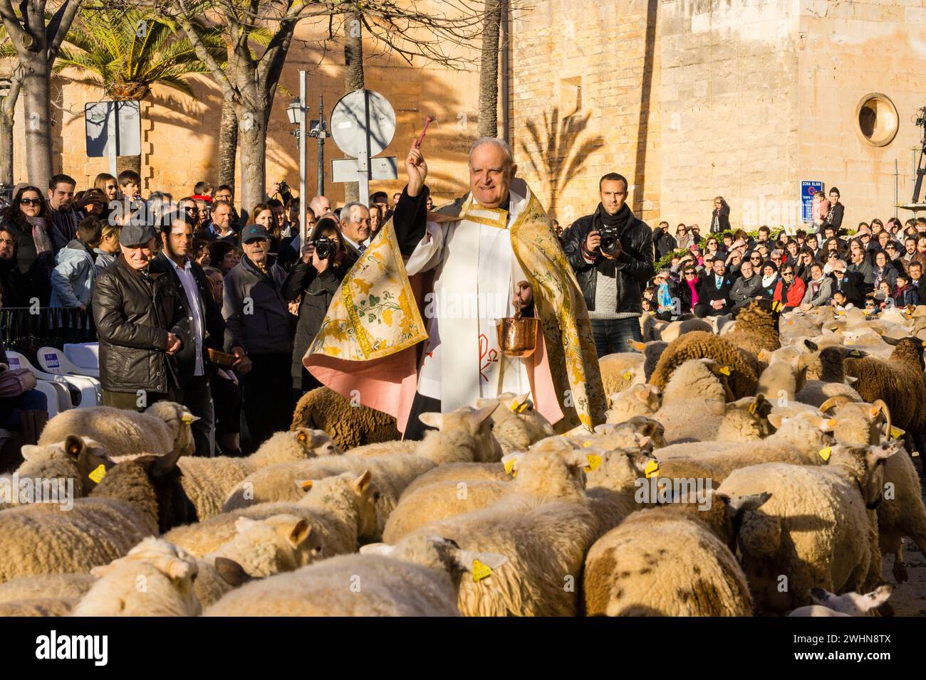 Schafherde Stockfoto